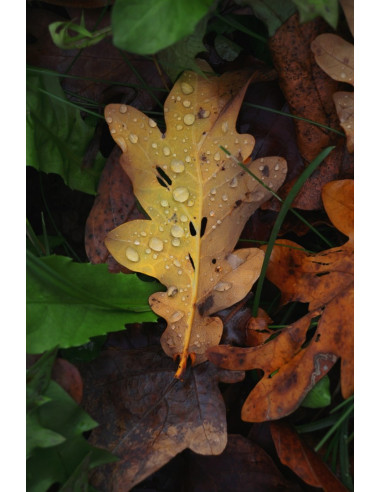 Canon Eos R50, Black + Rf-S 18-45Mm F4.5-6.3 Is Stm Kit Bezlusterkowiec 24,2 Mp Cmos 6000 X 4000 Px Czarny