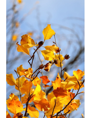 Canon Eos R50, Black + Rf-S 18-45Mm F4.5-6.3 Is Stm Kit Bezlusterkowiec 24,2 Mp Cmos 6000 X 4000 Px Czarny